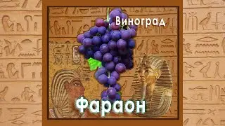 Фараон виноград
