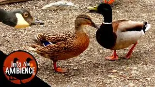 Ducks Geese Swans Water Birds Feeding in the Park - Nature Relaxation Video