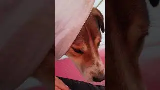 дружелюбный гость заглянул в палатку)))