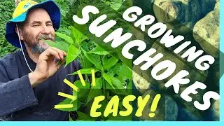 GROWING JERUSALEM ARTICHOKES (Sunchokes) — EASIEST Root Vegetable to GROW
