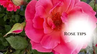 Rose tips with Caitlin