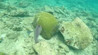ST JOHN VIRGIN ISLANDS TRUNK BAY SQUID SNORKELING