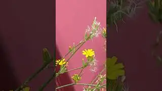 Bee flower cat