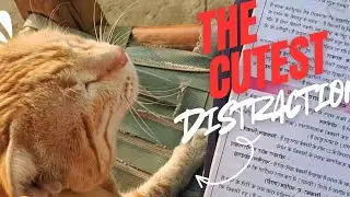 Cat won't let me study 😢!