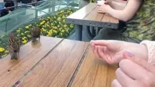Воробьи
