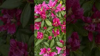Our Rhododendrons are flowering at same time as daffodils 