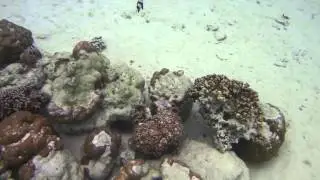 Snorkelling in the Lagoon within Le Meridien Resort - Bora Bora (French Polynesia)