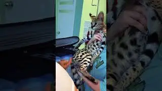 Леопард