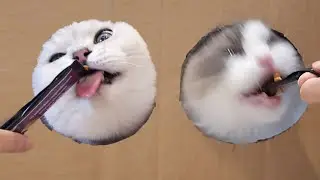 Hungry Cats Went Crazy