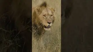 Sabi Sabi Wildlife