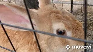 Жизнь семьи кроликов. Это наш первый опыт.история о том, как она оборвалась в один миг.#кролики