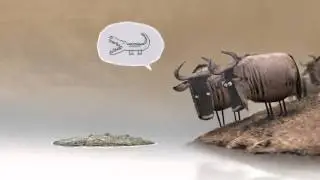 Антилопа гну и крокодил