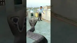 ek nag nai Kiya ek bacche per hamla 