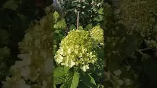 гортензия #гортензия