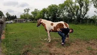revisit Tequila's hoofs