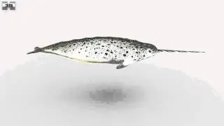 Narwhal Low Poly 3D model by 3DModels.org