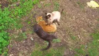 Царь котов Рыжуня!