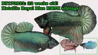BT170922: 22-week old Heterozygous Metallic Royal Blue siblings!