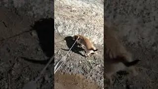 Прогулка с песей