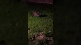 Raccoon 🦝 looking for food