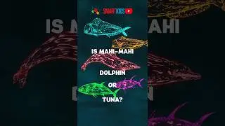 🐟🐬 Is mahi-mahi tuna or dolphin?