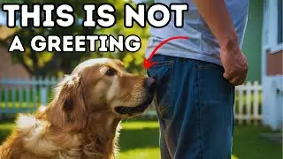 DOGS SNIFFING BUTTS The TRUE and Strange Reason Behind IT.