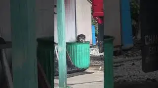 Raccoon trying to get some food! 🦝