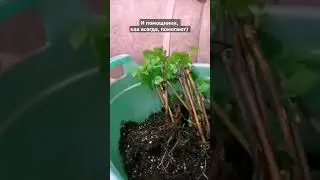Результат укоренения винограда методом бурито. Сибирь, 02.04.2023.