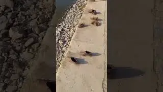 Гитлер капут