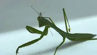 Praying mantis on hood of a car video 2