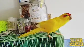 Happy male kakariki is a little disco star ⭐🐥🎶