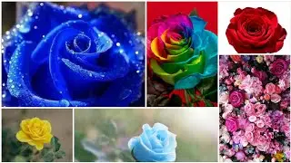 Beautiful✨ Roses💐 #best #nature #dance #garden #gardening #love #plants #calm #saveearth #peace