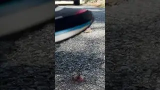 BUG CRUSH: SPOTTED 