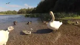 Птицы на Городищенском озере