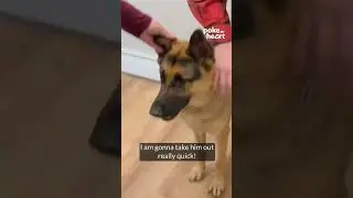 Excited Dog Meets Owner's Baby For First Time