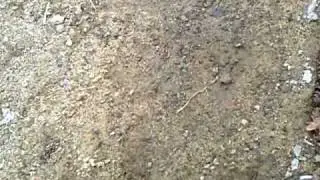 Pee Stream
