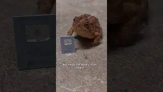 giving out YouTube creator awards to bugs #creator #toad #insects