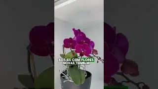 A orquídea não dá flor? Veja o que fazer! https://www.plantie.com.br/?utm_source=YTshorts