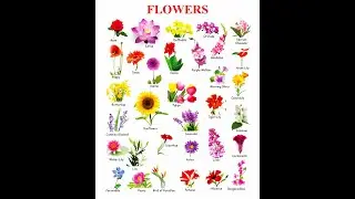 FLOWERS NAME WITH SPELLING, PICTURES AND PRONUNCIATION IN HD QUALITY