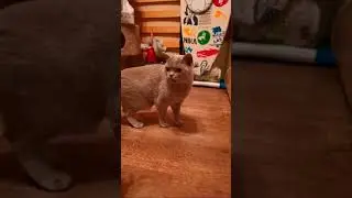 Кот рыгает 