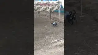 Sham bhi khoob hai