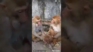 Funny monkey