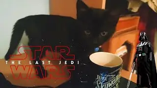 My Kitten was a Star Wars fan and l didn't know it 🙀