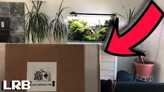 Unboxing a BiG BoX of Fish from The Wet Spot Tropical Fish + A Couple Updates