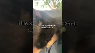 Турецкие кошки 😺🐈 