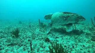Sea Turtle and Shark in the Gulf of Mexico off Saint Pete Beach (Underwater Footage)