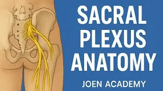 Branches of Sacral Plexus and Clinical Relevance