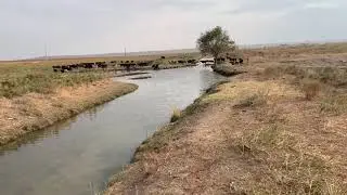 Қой поляда