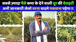 भारत की सबसे ज़्यादा उपज देने वाली तूर वेराइटी  SAVI-111 🌿🔥 | ALL Agriculture ⬆️
