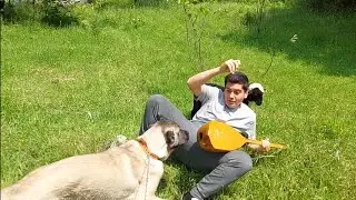 DUMAN KONSERİ MAHVETTİ #kangal #beniöneçıkart #shorts #keşfet #yabanhayat